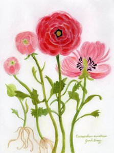 Eloisa leinikki-illustratio