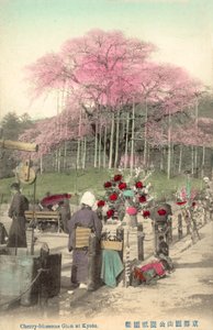 Cherry Blossoms, Gion, Kioto, Japani tekijältä Japanese Photographer