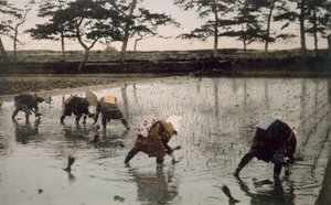 Viisi talonpoikaa istuttivat riisiä uudelleen riisipellolle, 1890-luku. tekijältä Japanese Photographer