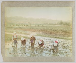Riisinversojen istuttaminen, Japani (käsinvärinen mustavalkokuva) tekijältä Japanese Photographer