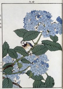 Lintu hortensioissa - japanilainen printti tekijältä Japanese School