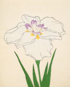 Cho-Hiyen, nro 91, 1890 (värillinen puupainatus) tekijältä Japanese School