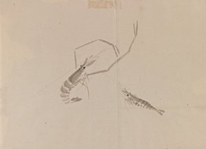 Piirustus kahdesta rapusta (muste paperille) tekijältä Japanese School