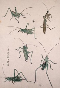 Heinäsirkat (värillinen puupalikkaprintti) tekijältä Japanese School