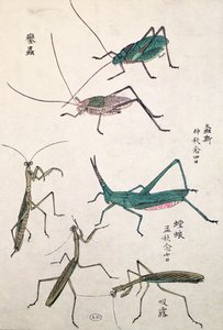 Heinäsirkat ja mantiset (värillinen puupalikkaprintti) tekijältä Japanese School