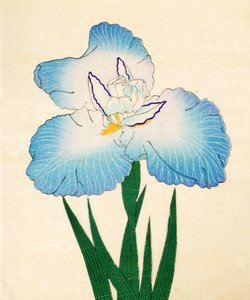 Irojiman, nro 80, 1890 (värillinen puupainatus) tekijältä Japanese School