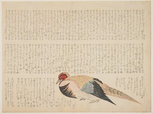 Fasaani, n. 1818-29 (värillinen puupainatus) tekijältä Japanese School
