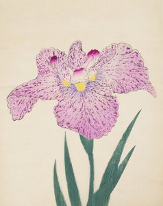 Tanka-No-Koe, nro 15, 1890 (värillinen puupainatus) tekijältä Japanese School