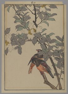 Kaksi lintua valkoisilla kukilla, Meiji-kausi, 1892 (värillinen puupainatus) tekijältä Japanese School