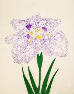 Yamato Nishiki. 31, 1890 tekijältä Japanese School
