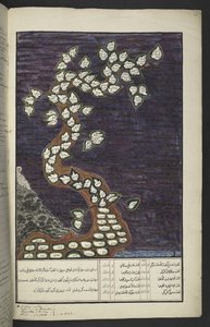 Tai. 15932, f. 72r, Sukukaavio Jaavan hallitsijoiden puun muodossa Aadamista Pakuwanaan IV (Surakarta) ja Mataram IV:een (Hamengkubuwana IV Yogykartassa), jaavalaisen käsikirjoituksen, Papakem Pawukon