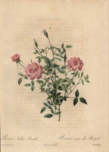 Vaaleanpunainen miniatyyri Kiinan ruusu, Rosa chinensis.