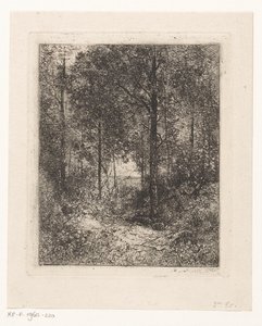 metsänäkymä