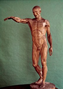 Ihmisen anatomia. Jean Antoine Houdonin Ecorche (1741-1828)