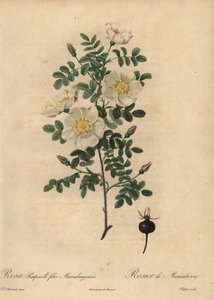 Marienbourgin palanut ruusu, Rosa pimpinellifolia Mariaeburgensi