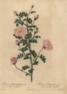 Pink Burnet ruusu, Rosa pimpinellifolia.