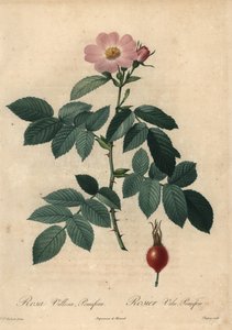 Vaaleanpunainen omenaruusu, Rosa villosa.
