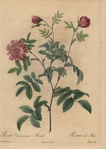 Vaaleanpunainen kaneliruusu, Rosa majalis.