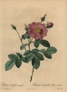 Vaaleanpunainen ruusu, Rosa centifolia simplex.