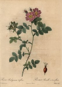 Vaaleanpunainen sweetbriar ruusu, Rosa rustinosa. tekijältä Jean Baptiste Chapuy