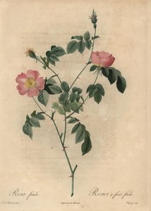 Rosa foetida, Rosier ja hedelmä fetide.