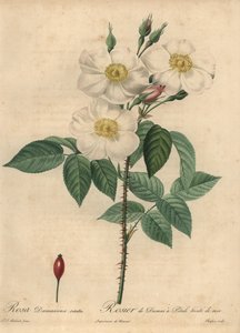 Valkoinen Damaskin ruusu, Rosa x damascena.