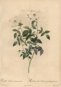Valkoinen ja vaaleanpunainen kiinanruusu, Rosa chinensis.
