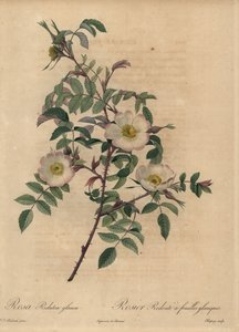 Valkoinen ja vaaleanpunainen ruusu, Rosa redutea glauca. tekijältä Jean Baptiste Chapuy