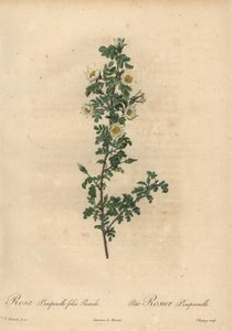 White burnet rose, Rosa pimpinellifolia Pumila.