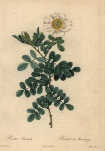 Valkoinen ruusu, Rosa bracteata,