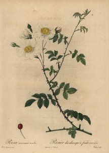 Valkoinen kenttäruusu, Rosa arvensis.