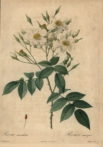 Valkoinen myskiruusu, Rosa moschata.