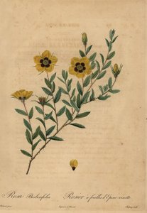 Keltainen ruusu, Rosa berberifolia. tekijältä Jean Baptiste Chapuy