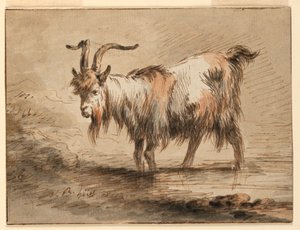Piirustus, Vuohi, 1772 tekijältä Jean Baptiste Huet