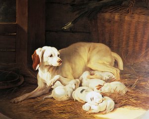 Imettävät nartut, yksityiskohta Lise et ses petits -julkaisusta, kirjoittanut Jean-Baptiste Oudry (1686-1755), Ranska tekijältä Jean Baptiste Oudry