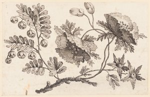 Flower Bough, "Chinese Flower Collection" -kokoelmasta tekijältä Jean Baptiste Pillement