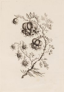 Kukkaoksa, "Fleures Persannes" tekijältä Jean Baptiste Pillement