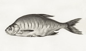 Fish (1775–1833) tekijältä Jean Bernard