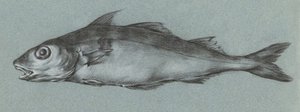 Fish Green (1775–1833) tekijältä Jean Bernard