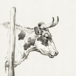 Lehmän pää, oikealle katsova (1820) tekijältä Jean Bernard
