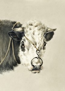 Lehmän pää, jossa on rengas nenässä (1820) tekijältä Jean Bernard