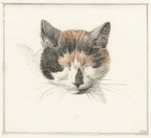 Calico-kissan pää, edestä katsottuna, silmät kiinni tekijältä Jean Bernard
