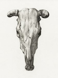 Lehmän kallo, etunäkymä (1816)
