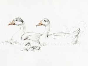 Kaksi hanhea poikasen kanssa (1775–1833)