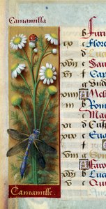 Kasvitieteellinen: kamomilla leppäkerttu ja sudenkorento. Miniatyyri Jean Bourdichonin (1457-1521) teoksesta "Les grandes Hours d