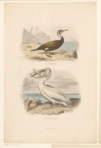 Merimetso ja valkoinen pelikaani Le cormoran (otsikko esineessä) Le Pelican blanc (otsikko esineessä) tekijältä Jean Charles Pardinel