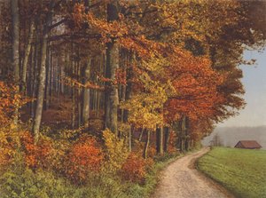 Sveitsi: Autumn Woods (värikuva)