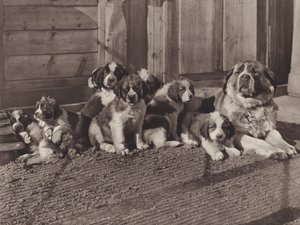 Sveitsi: kuuluisat bernhardinkoirat (b/w kuva)