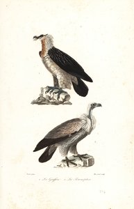 Partakotka ja Euraasian griffon.