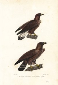 Kultakotka, Aquila chrysaetos.